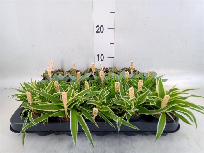 <h4>Planten  ..mix</h4>