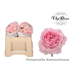 R GR POMPONE SUMMERH