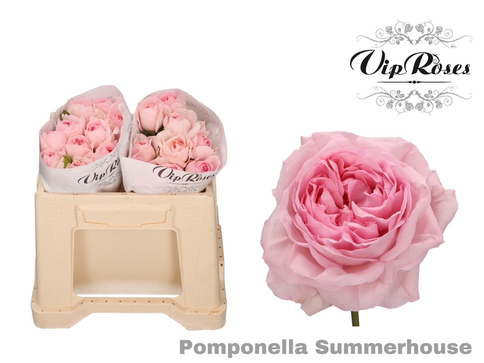 R GR POMPONE SUMMERH