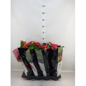 Anthurium andr. 'Madural'