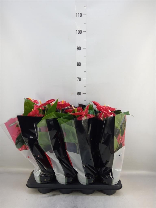 <h4>Anthurium andr. 'Madural'</h4>