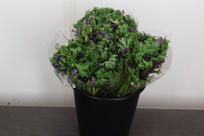 <h4>Anem It Wine</h4>