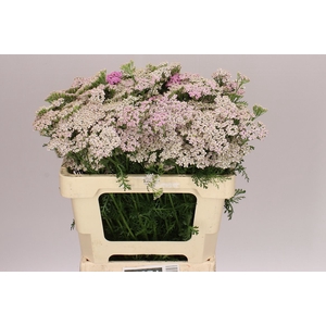 Achillea Lilac Beauty