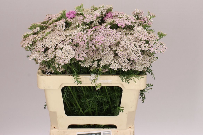 <h4>Achillea Lilac Beauty</h4>
