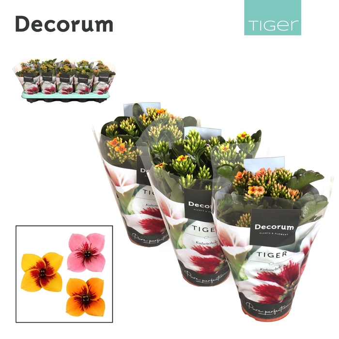 <h4>Kalanchoe Decorum Tiger - 10,5 cm Tiger Mix</h4>