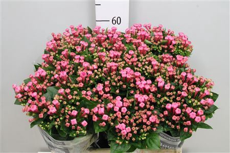 <h4>Bouvardia EN 'Royal Roza'</h4>