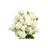 ROSA SPRAY WHITE ROSEVER 050 CM