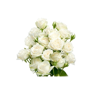 ROSA SPRAY WHITE ROSEVER 050 CM