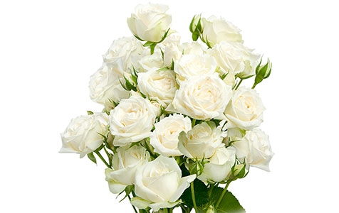 ROSA SPRAY WHITE ROSEVER 060 CM