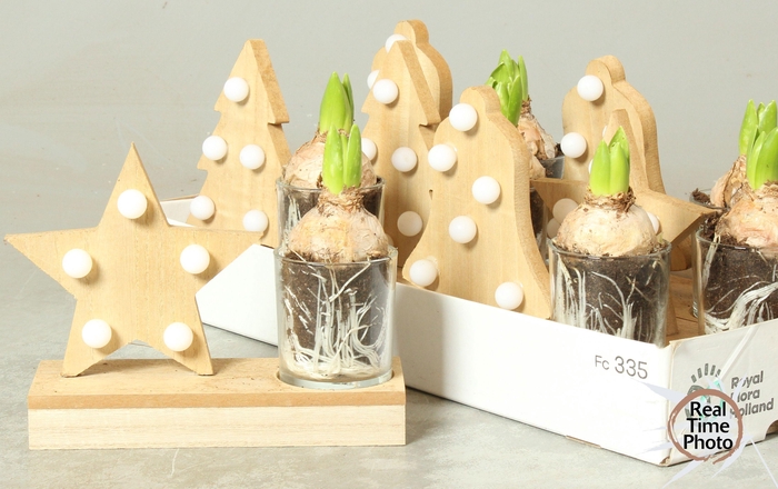 <h4>ARR HYACINTH</h4>