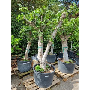Ficus Carica Op Stam Extra Size P100 H250/280 Nr15