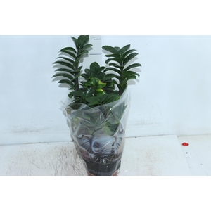 ZAMIOCULCAS ZENZI P14