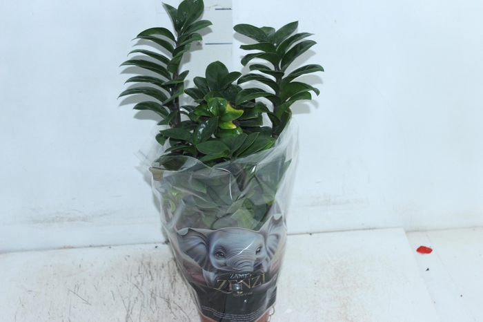 <h4>ZAMIOCULCAS ZENZI P14</h4>