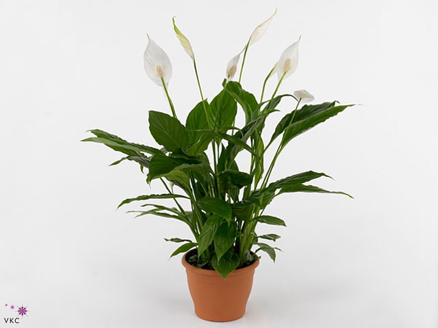 Spathiphyllum Strauss A2