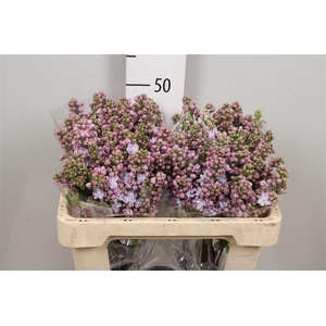 Syr V Michel Buchner 2+