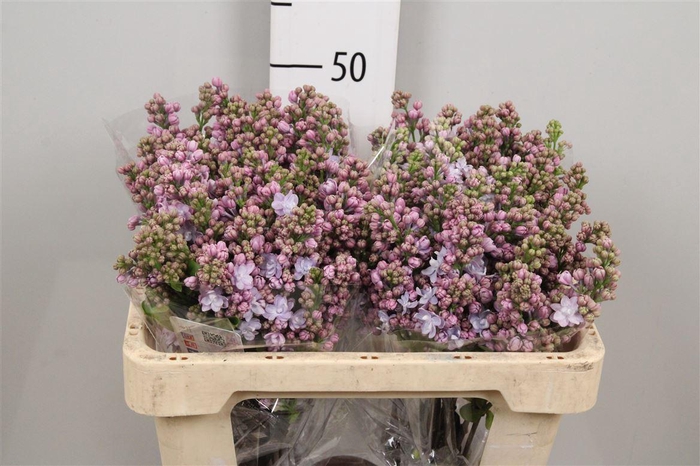 <h4>Syr V Michel Buchner 2+</h4>