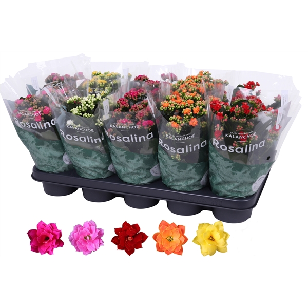 <h4>Kalanchoe Rosalina 12cm mix, zonder wit</h4>