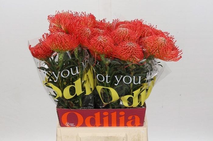 <h4>LEUCO CO SUCCESSION</h4>