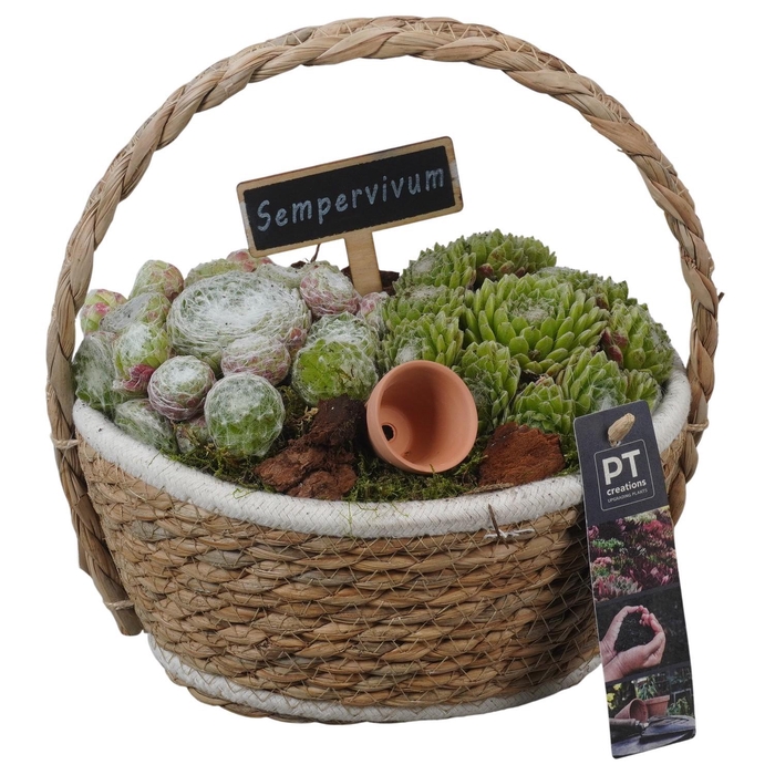 <h4>PTS7378 Arrangement Sempervivum in rieten mand</h4>