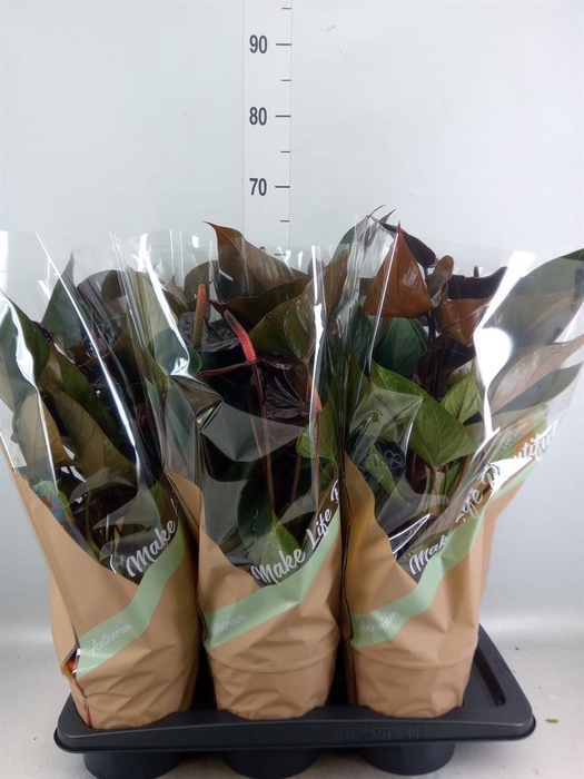 <h4>Anthurium andr. 'Beauty Black'</h4>
