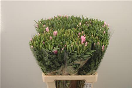 <h4>Clarkia Am Gr Pink</h4>