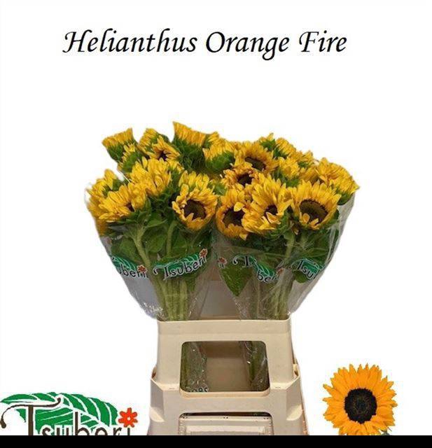 <h4>HELI ORANGE FIRE</h4>