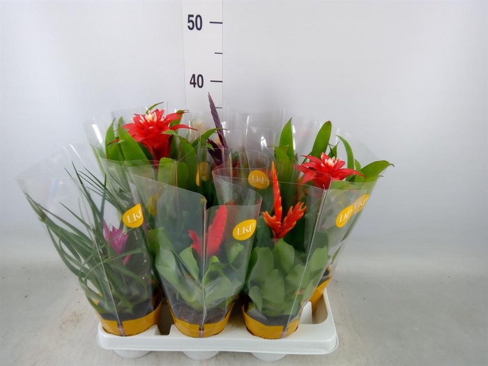 <h4>Bromelia ...mix</h4>