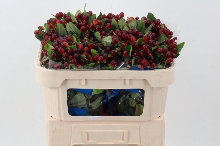 <h4>Hyp Burgundy Single 65cm</h4>