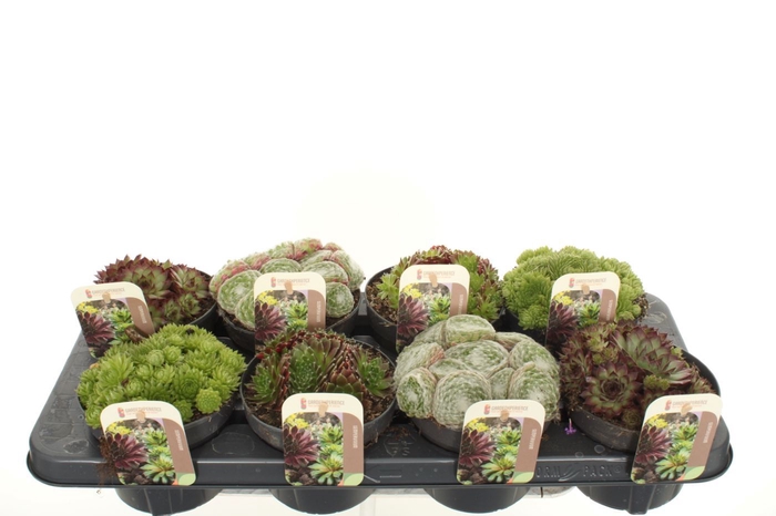 <h4>Sempervivum gemengd</h4>