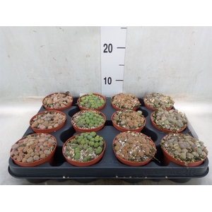 Lithops spp.