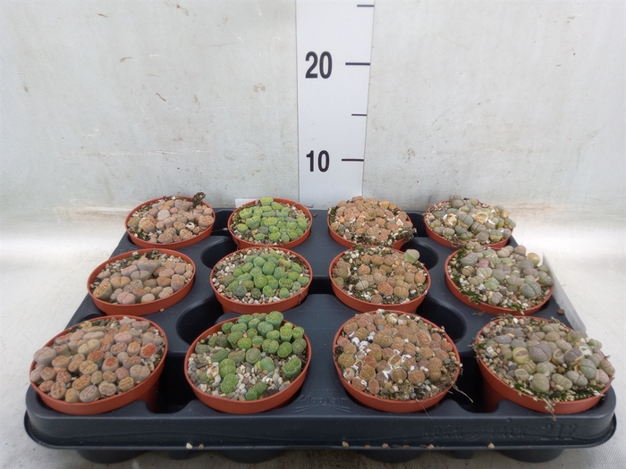 <h4>Lithops spp.</h4>