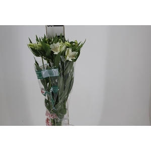 ALSTROEMERIA AKEMI 080 CM