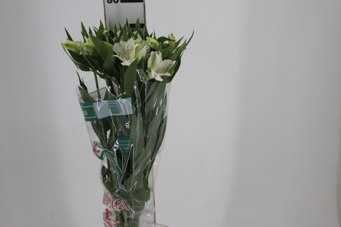 <h4>ALSTROEMERIA AKEMI 080 CM</h4>