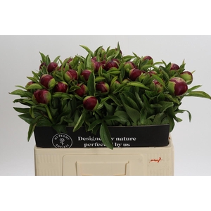 Paeonia Red Charm