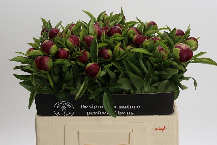 <h4>Paeonia Red Charm</h4>