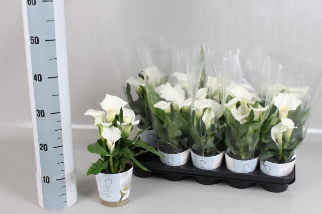 <h4>ZANT CAPT FRESCO</h4>