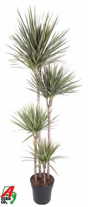 <h4>Dra Ma Bicolor</h4>