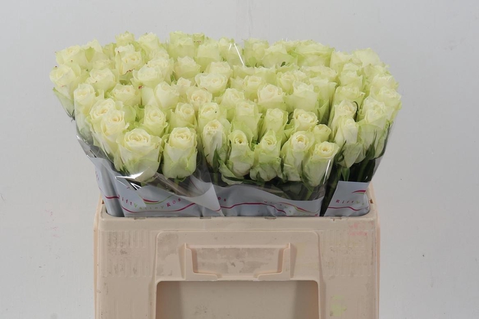 <h4>R Gr Athena</h4>