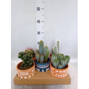 Cactus   ...