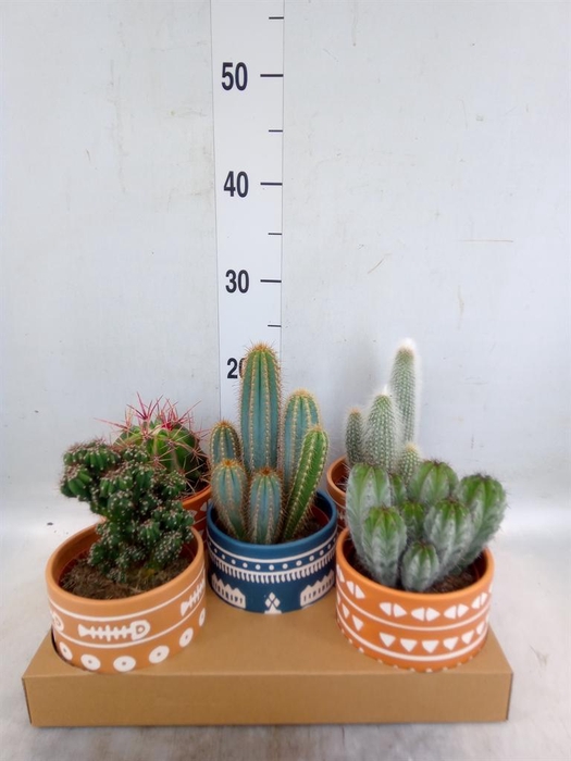 <h4>Cactus   ...</h4>