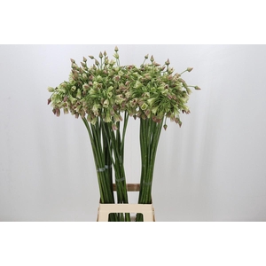 Allium Nectaroscordum Siculum
