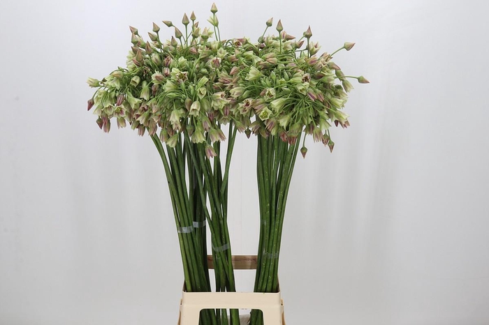<h4>Allium Nectaroscordum Siculum</h4>