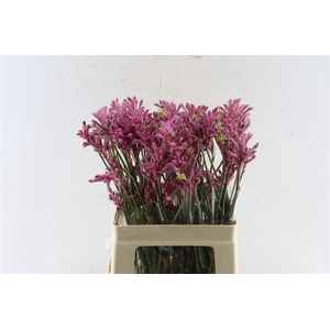 Anigozanthos Mini Pearl Pink