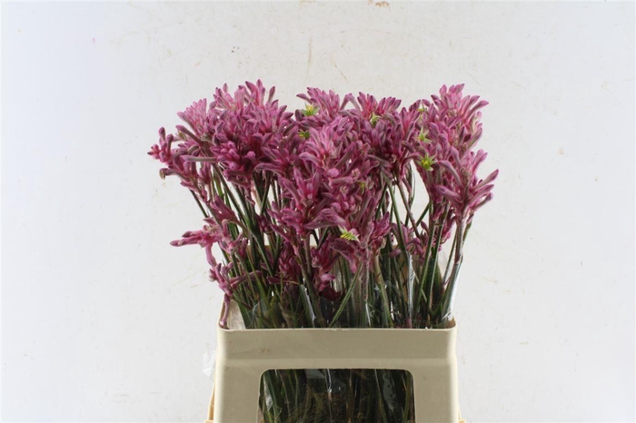 <h4>Anigozanthos Mini Pearl Pink</h4>