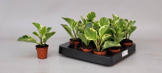 <h4>PEP OBT VARIEGATA</h4>