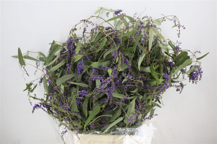 <h4>Hardenbergia</h4>