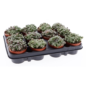 Succulents   ...