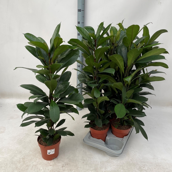 <h4>FICUS CYATHISTIPULA</h4>