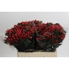 Hypericum True Romance