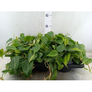 Philodendron scand. 'Brasil'
